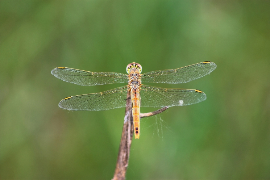 Libellula da ID - Sympetrum fonscolombii